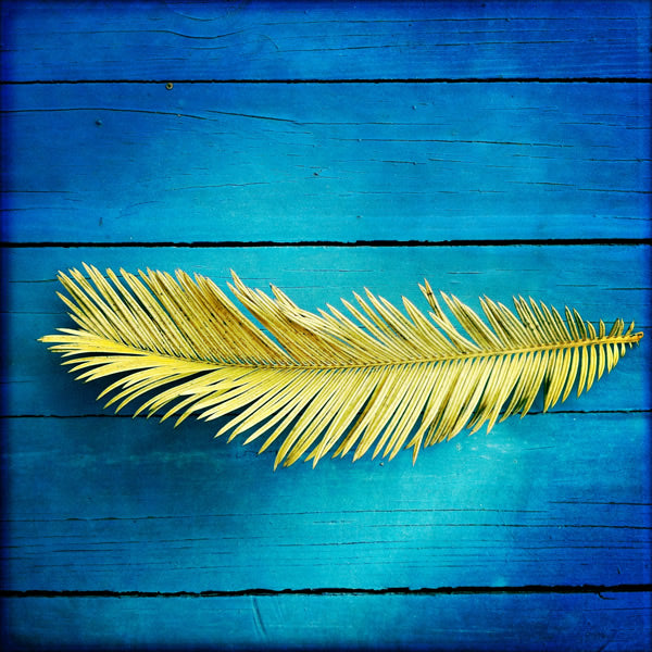 feather