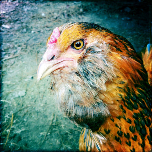 portrait of a chicken