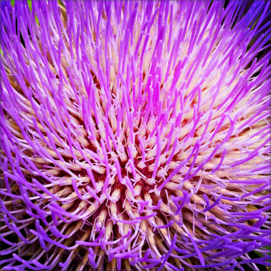 thistle